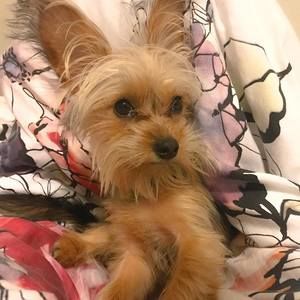 Meet your Posher, Mia